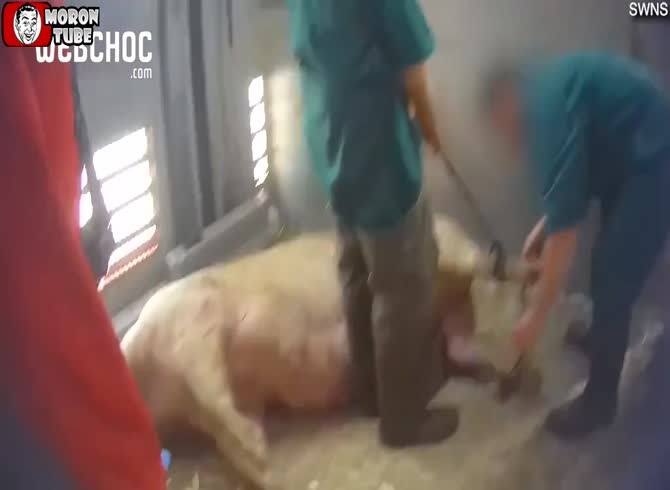 Video :Pigs are mistreated at a British slaughterhouse with an anti-animal-violence label before being killed